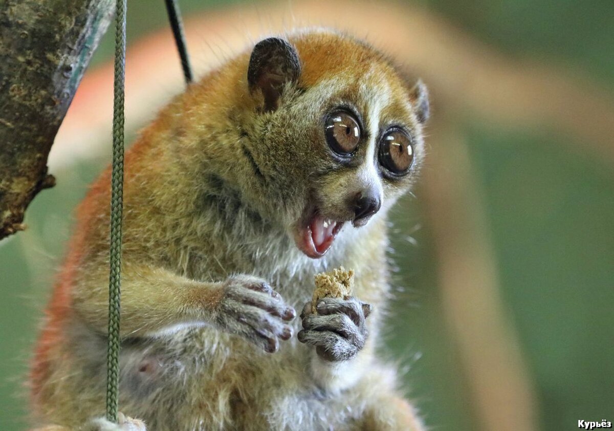 Ядовитая олстая лори  (Ист. изобр. https://zicxaphotos.com/)