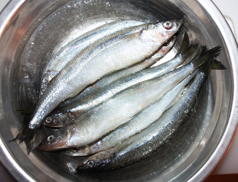 Крупная корюшка (азиатская)