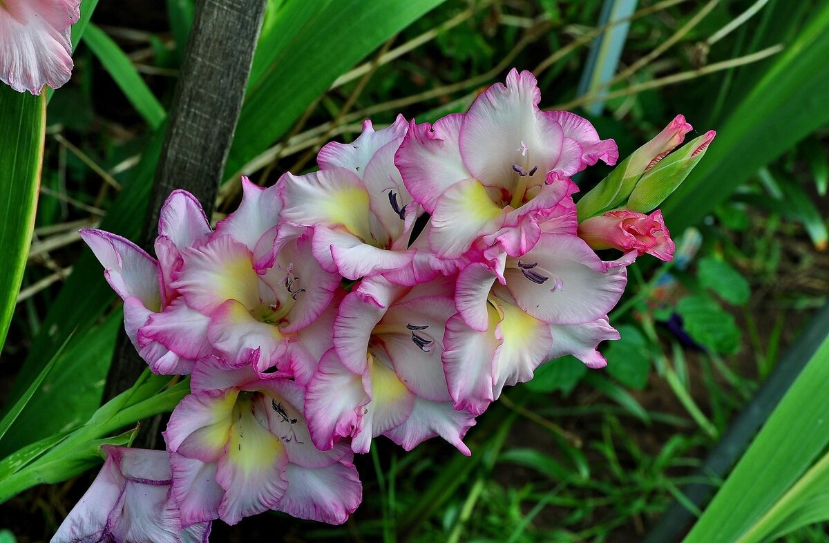 https://get.wallhere.com/photo/Gladiolus-flower-green-close-up-1044370.jpg