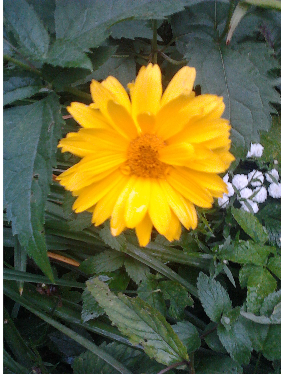 Цветок гелиопсиса. Фото из личного  архива.