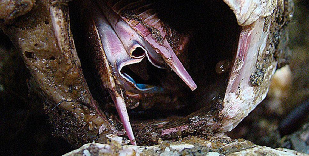 Пикороко, чилийский деликатес