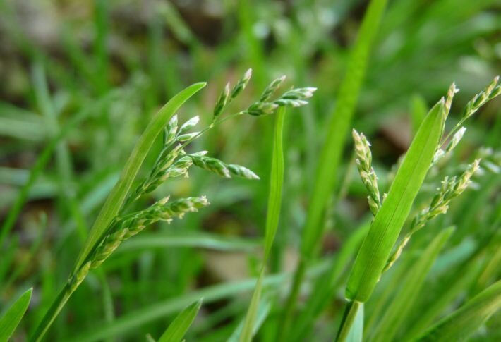 Лечебными свойствами обладает трава и корень пырея ползучего