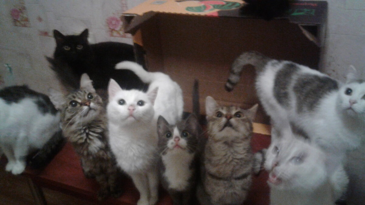 Нужна помощь на корма и на лекарства