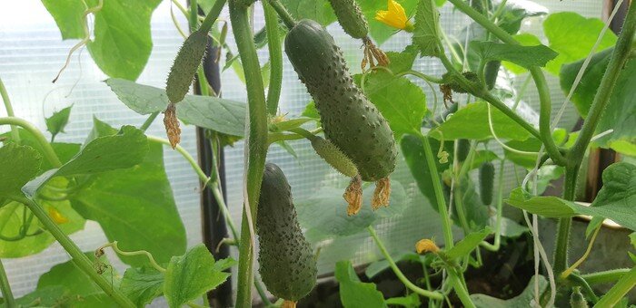 Гибрид огурца  (название забыла, а пакетик потерялся). Фото автора.