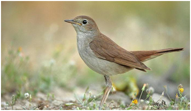 Все знают этих птиц, но почти никто не имеет представления о том, как они выглядят. Фото с ресурсов Google.