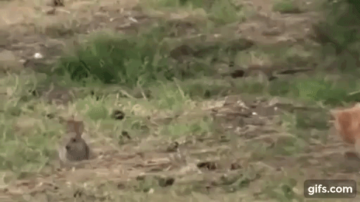 атака на кролика