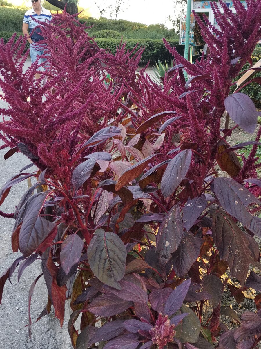 2.Бессмертие