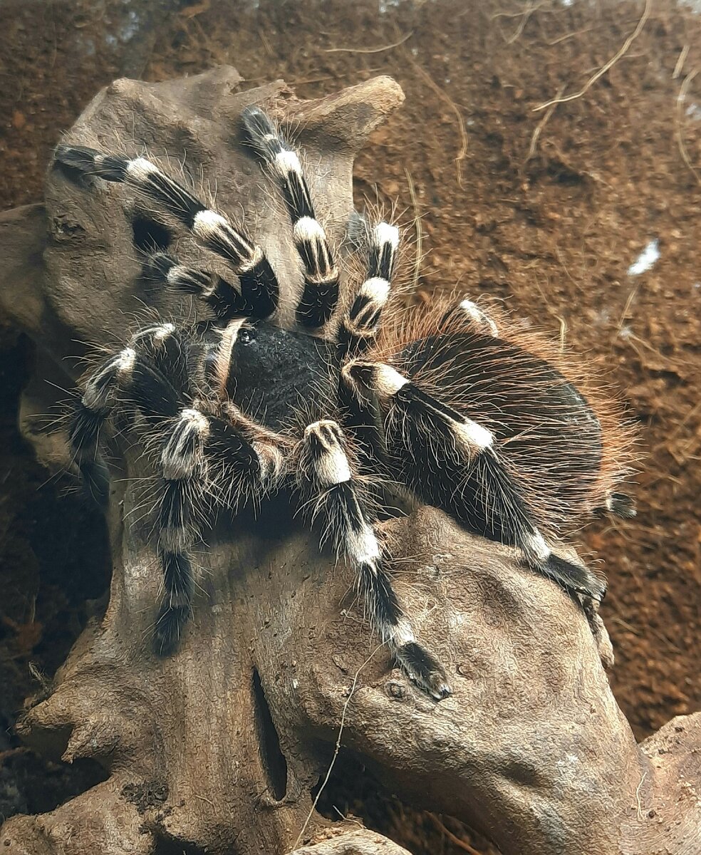 Acanthoscurria geniculata фото