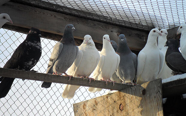 Гнёзда для голубей. Pigeon-loft. Товары для голубей.