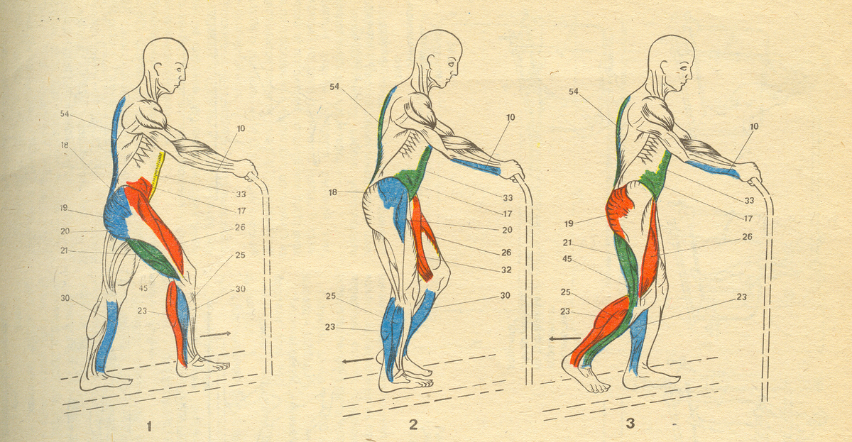 Мышцы работающие при ходьбе.