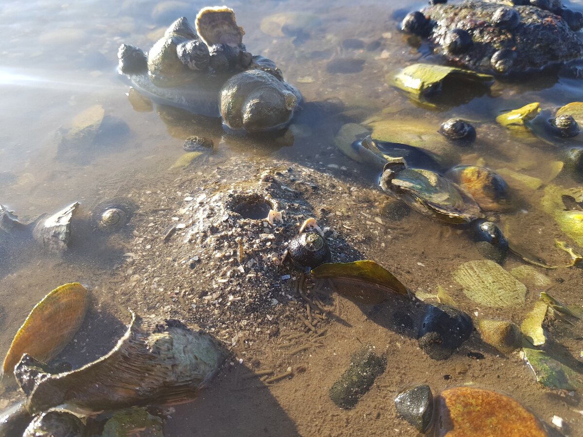 Домик морского огурца пинуки