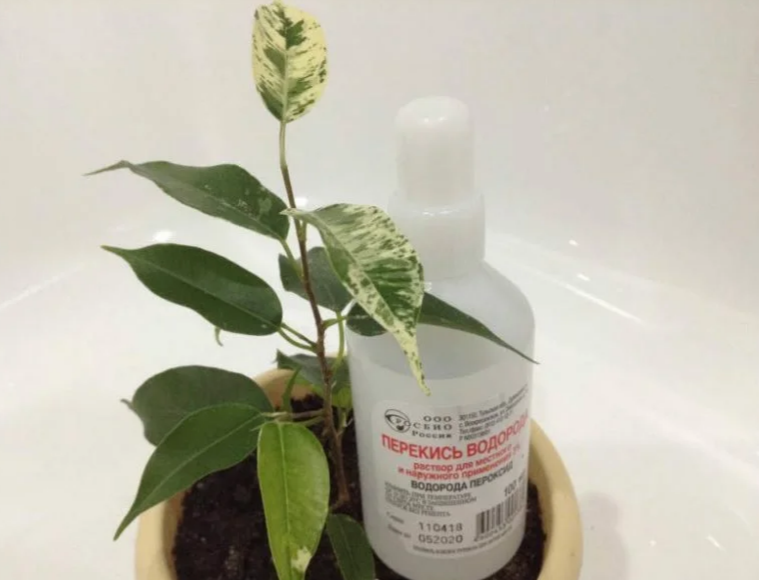 Фотография взята из источника yandex.ru