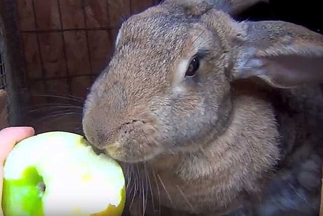 Яблоки кроликам можно давать. Кролик с яблоками. Кроличье яблоко. Ли зайцы яблоки. Кролик в яблоках окрас.