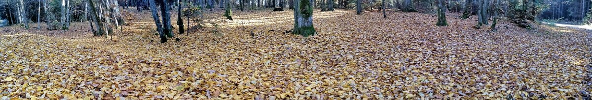 Ковёр из опавших листьев