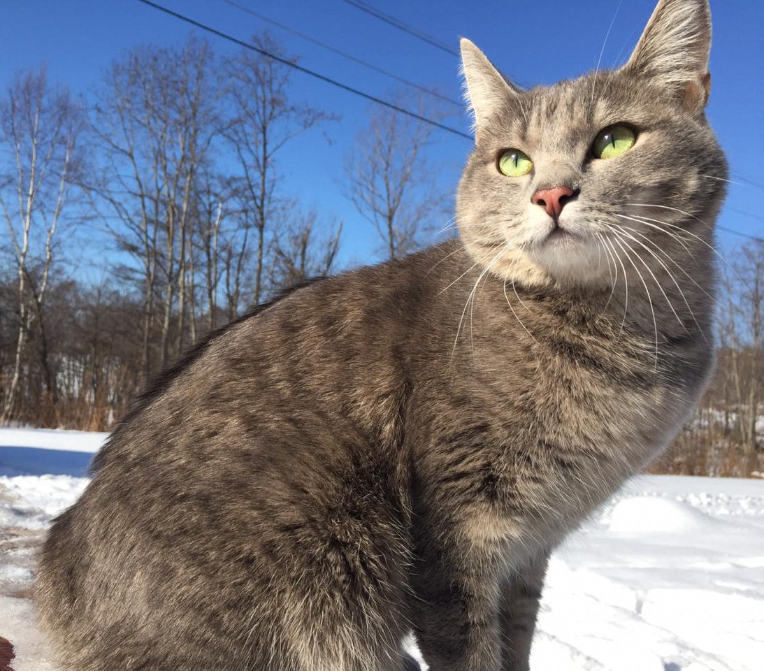 Моя любимица - Харза на санкционированной прогулке.