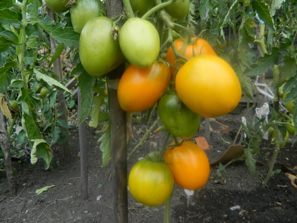 Золотое сердце