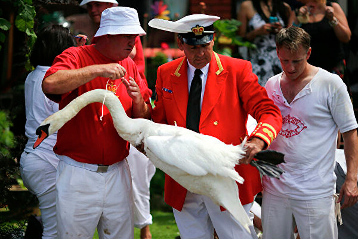Swan upping перевод. Swan upping. Swans upping vertical. Swan upping праздник. Лебеди королевы англии.
