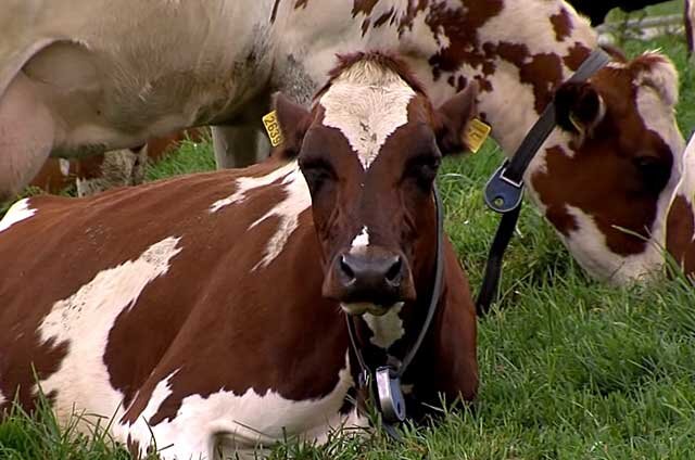 О молочных породах коров