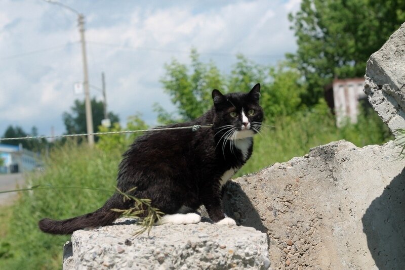 Проживание на передержке