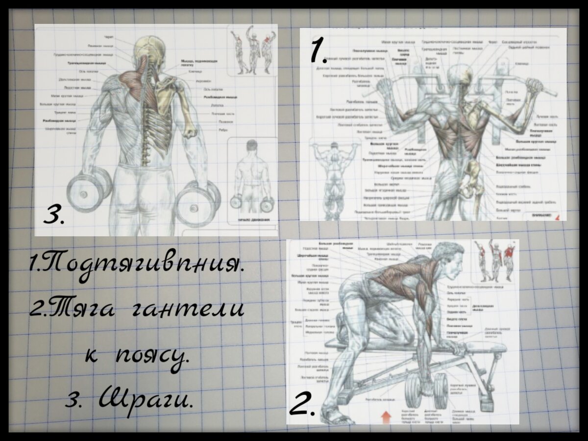 Упражнения для домашнего тренинга мышц спины. Схемы взяты из учебника Ф. Дэлавье "Анатомия силовых упражнений.