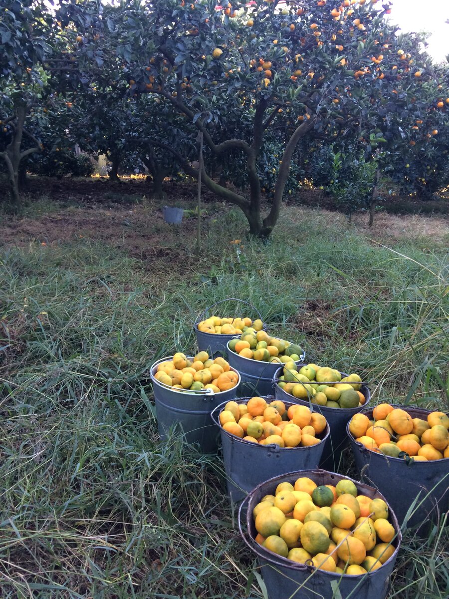 Сбор мандаринов в Абхазии. Или как создать себе «мандариновое ...