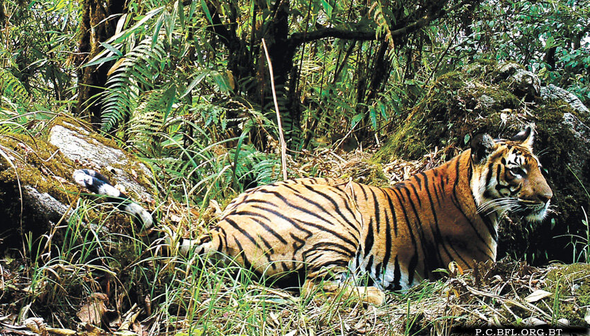 Амурский тигр охраняемая территория. Национальный парк зов тигра приморский край. Уссурийский тигр сообщение. Сихотэ алинский заповедник тропа тигров. Тигр борисовский.