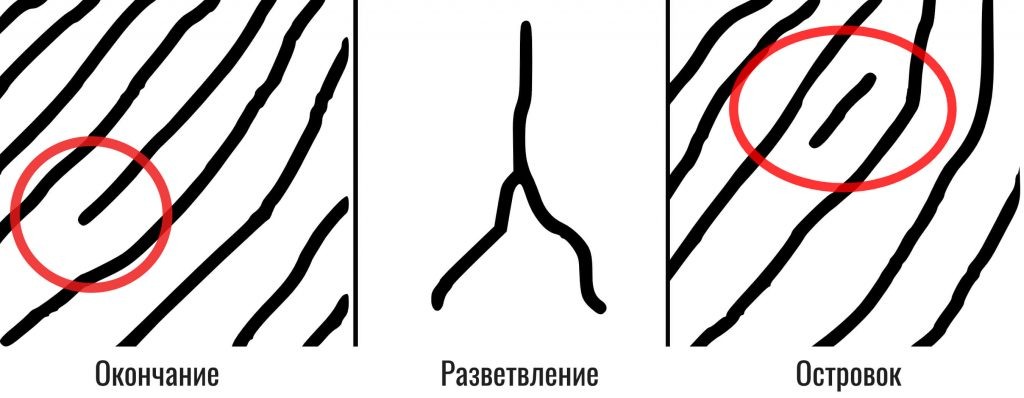 Наши отпечатки являются уникальными именно благодаря минуциям. Так что основная задача сканера – максимально точно считать их.