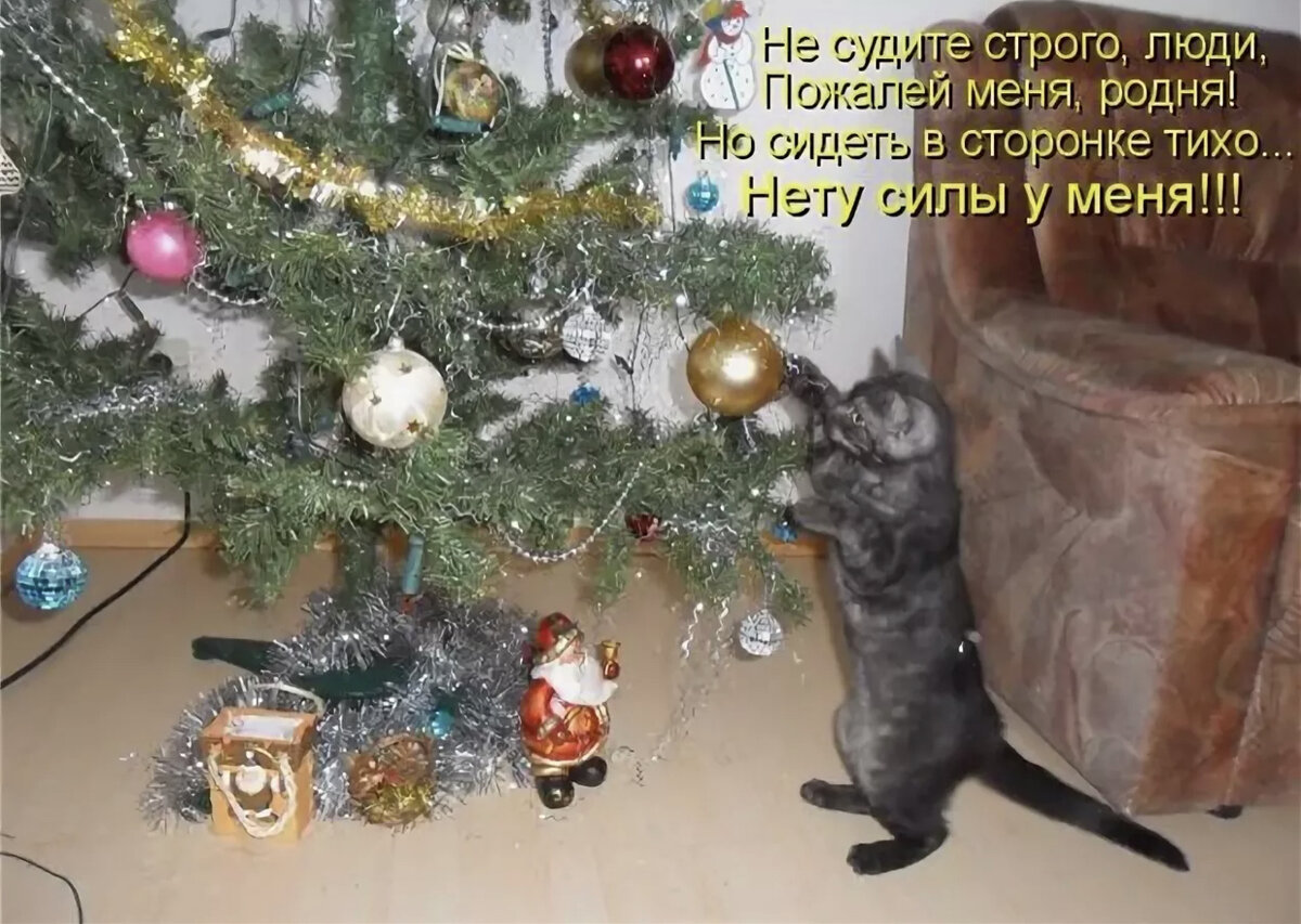 10 мемов про котов и елки 🎄 🐱 Карта Мародеров Дзен
