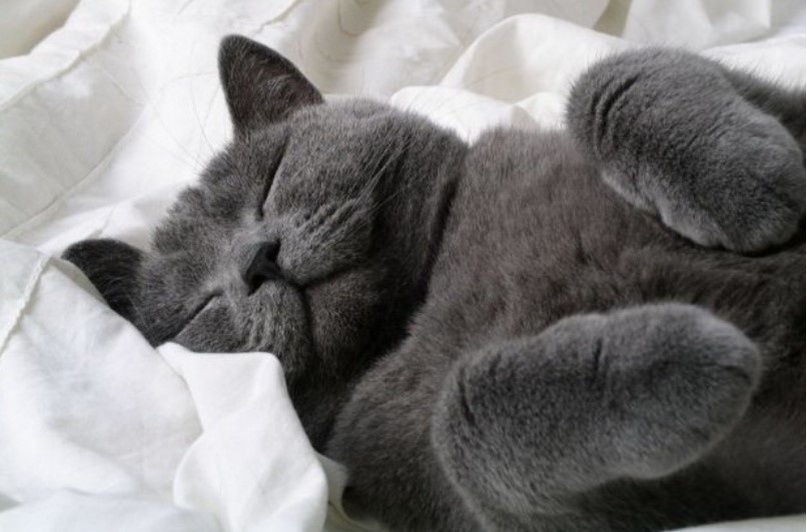 Кот спит