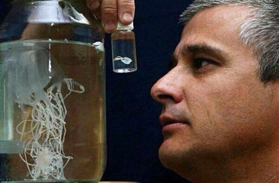 Ируканджи - медуза убийца