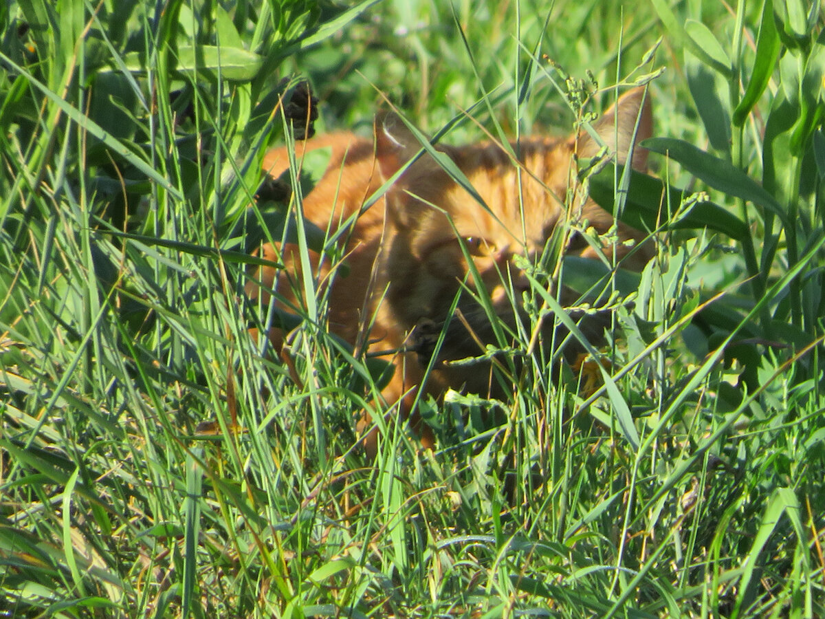 И ведь трудно предположить, что ярко-рыжий кот может стать незаметным в зеленой траве. Оказывается, может.