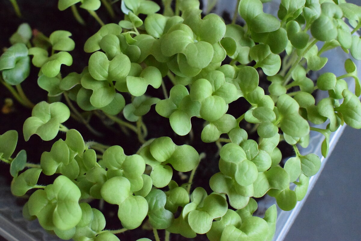 Пышная микрогорчица — очень быстро растёт! На вкус немного жгучая (горчица всё-таки)