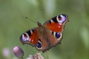 бабочка Павлиний глаз