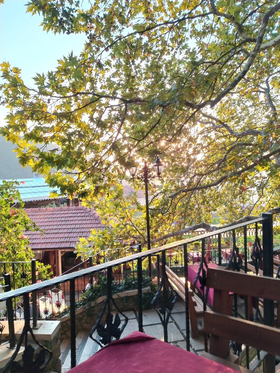 Древний платан. Каштаны в сахаре. Фото из личного архива