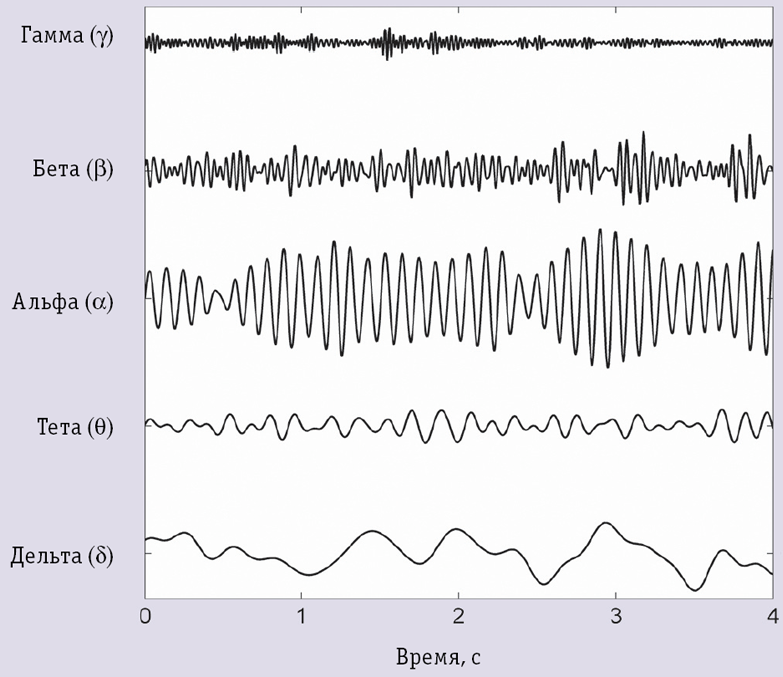 Ритмы ЭЭГ (различаются по частоте колебаний электрической активности мозга)