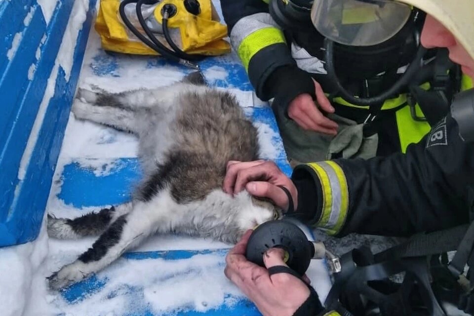 Фото не мое.