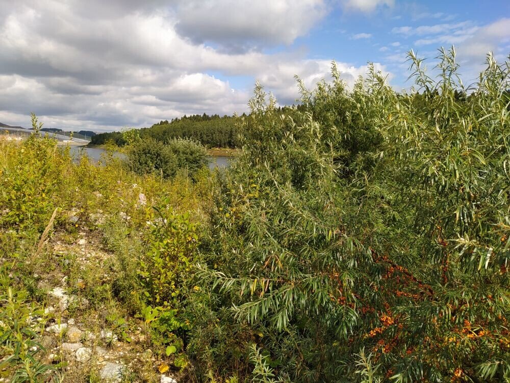 берег реки