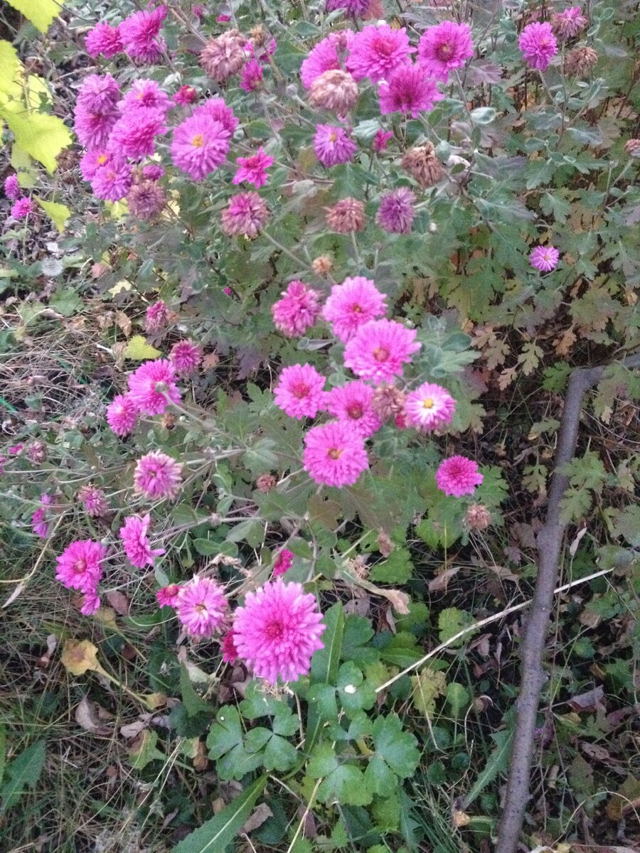 злая свекровь