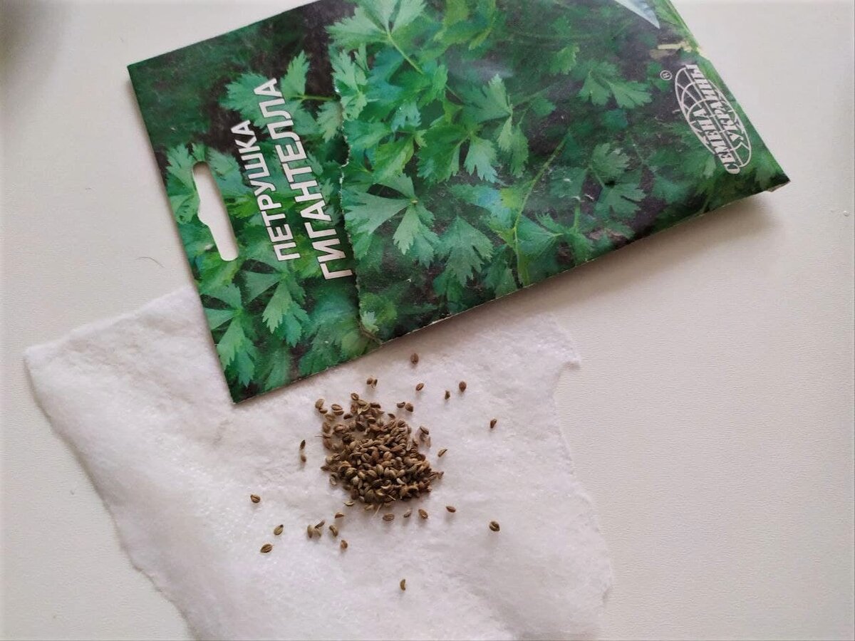 Качественный посевной материал – залог получения хорошего урожая