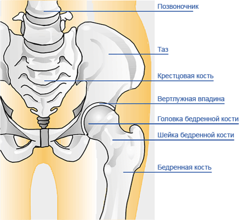 Болит правая тазобедренная кость. Таз анатомия вертлужная впадина. Подвздошная бедренная кость. Тазобедренная кость строение анатомия. Строение тазобедренных костей.