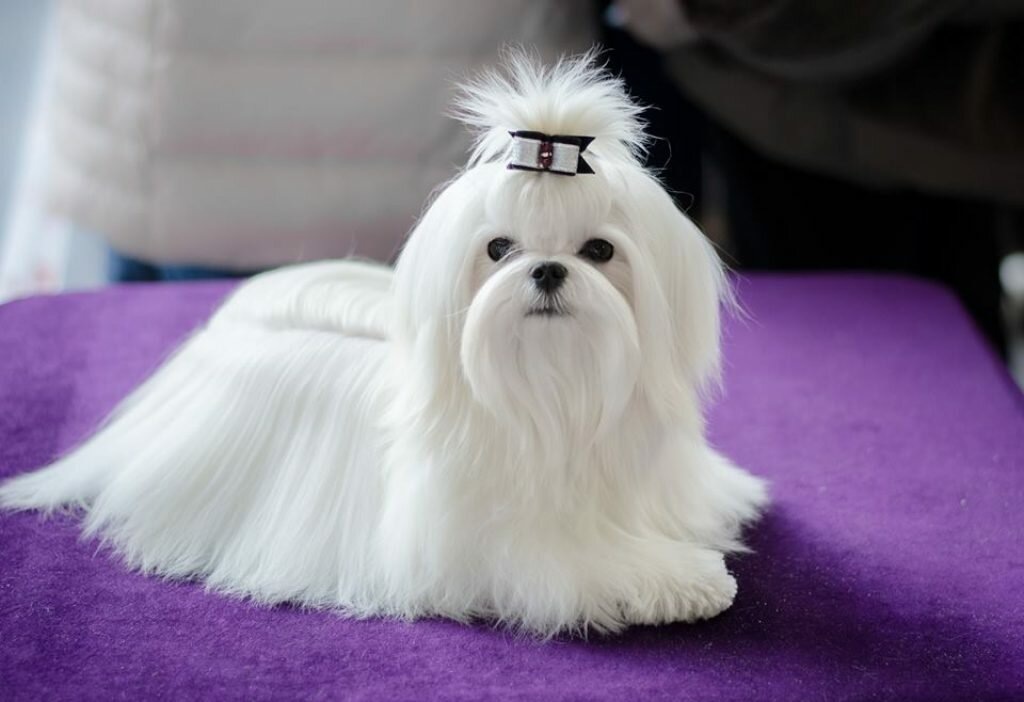 Мальтезе или мальтийская болонка