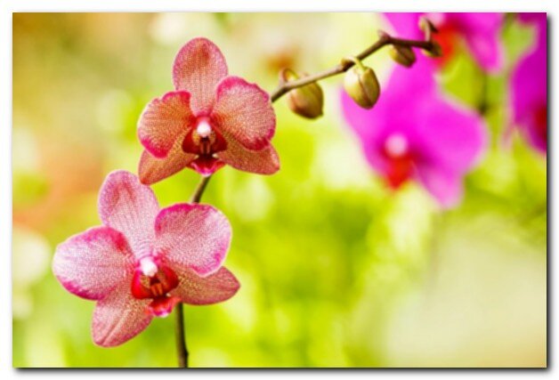 Ярко-розовые цветы орхидеи-мотылька