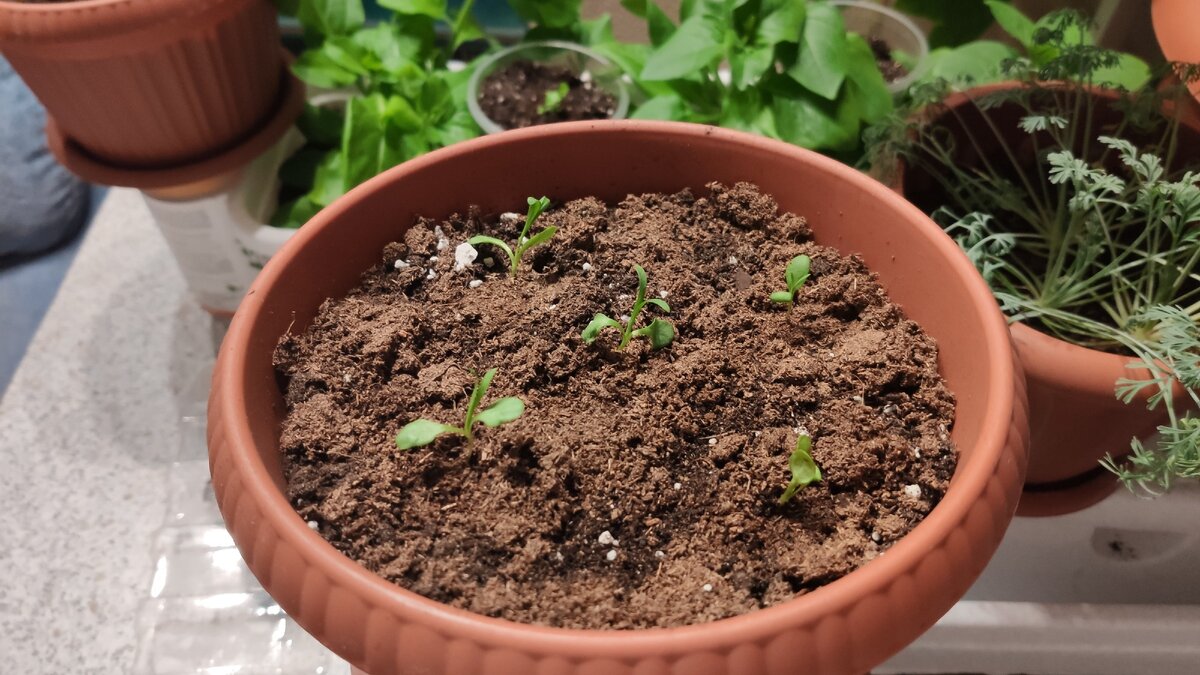 Гвоздика шабо в отдельном горшке