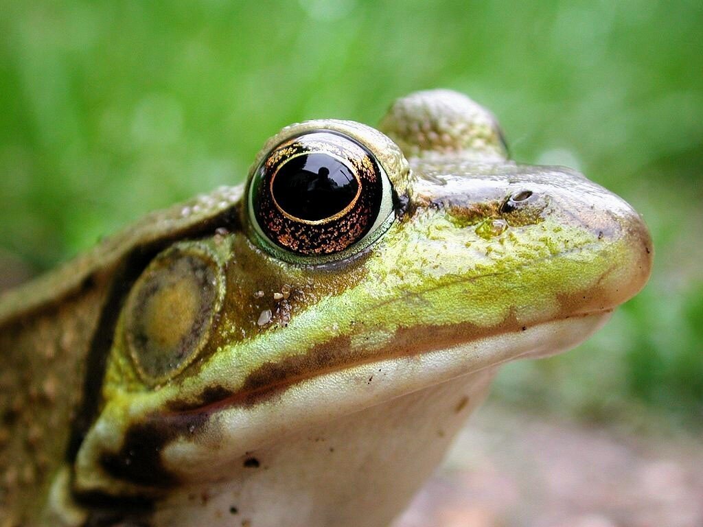 Лягушка. Фото взято из открытых источников