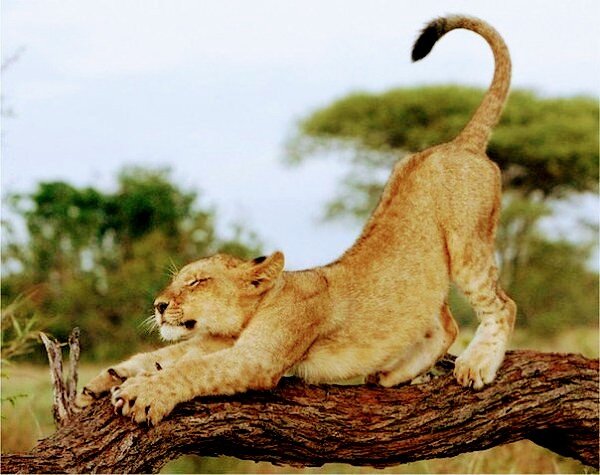 Потягивания. Фото взято из открытых источников