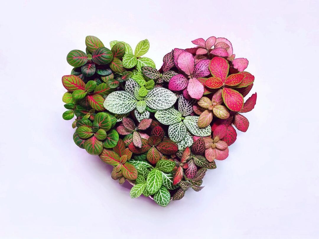 Фиттония микс