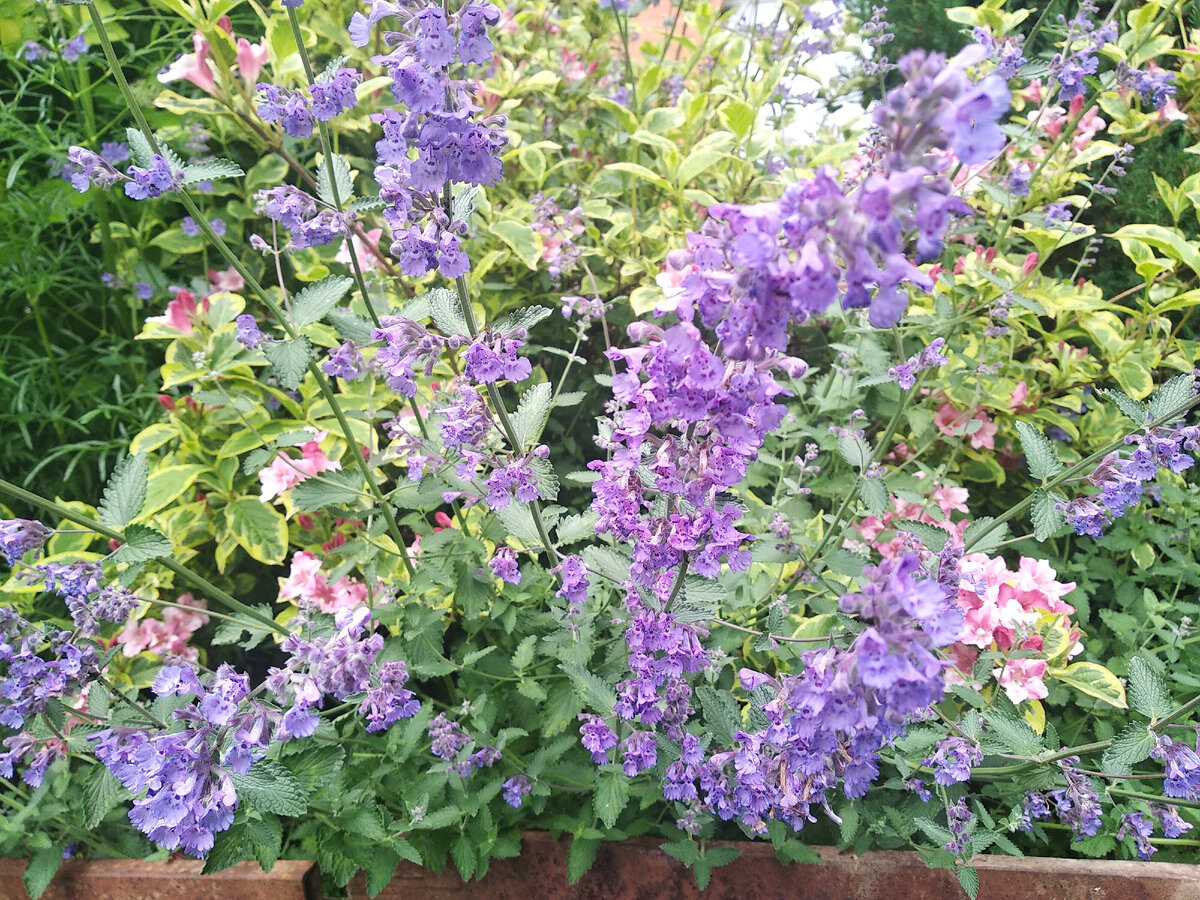 Котовник Фассена (Nepeta faassenii)