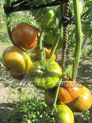 Варшава в открытом грунте.