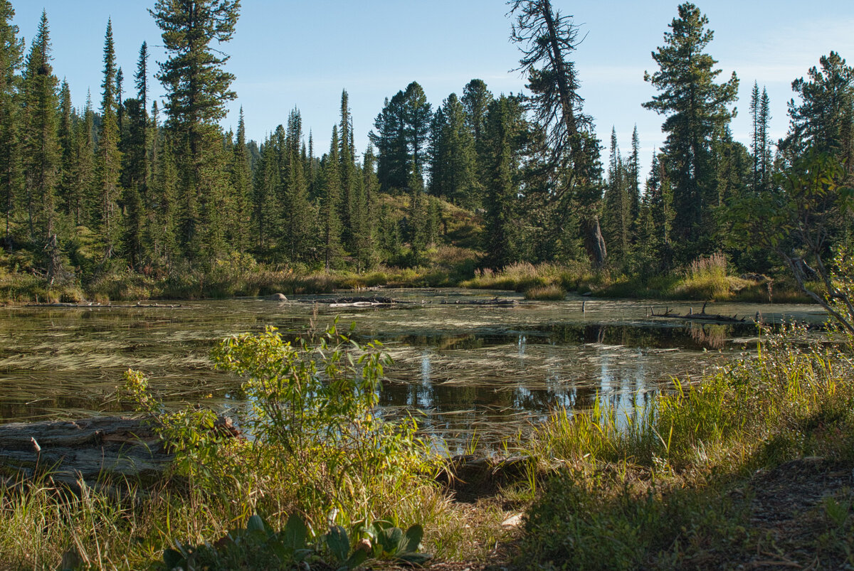 Край озера, скорее, даж болотце