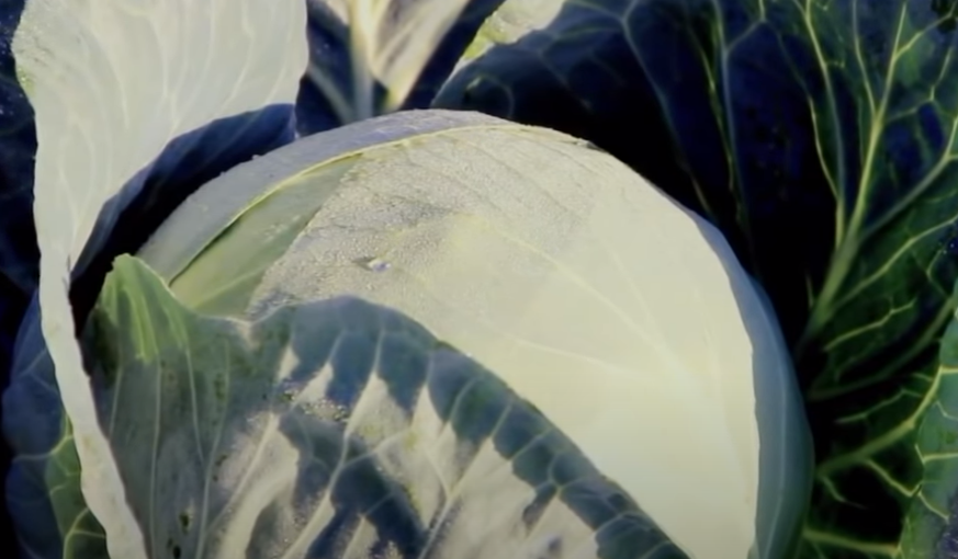 Белокочанная капуста.